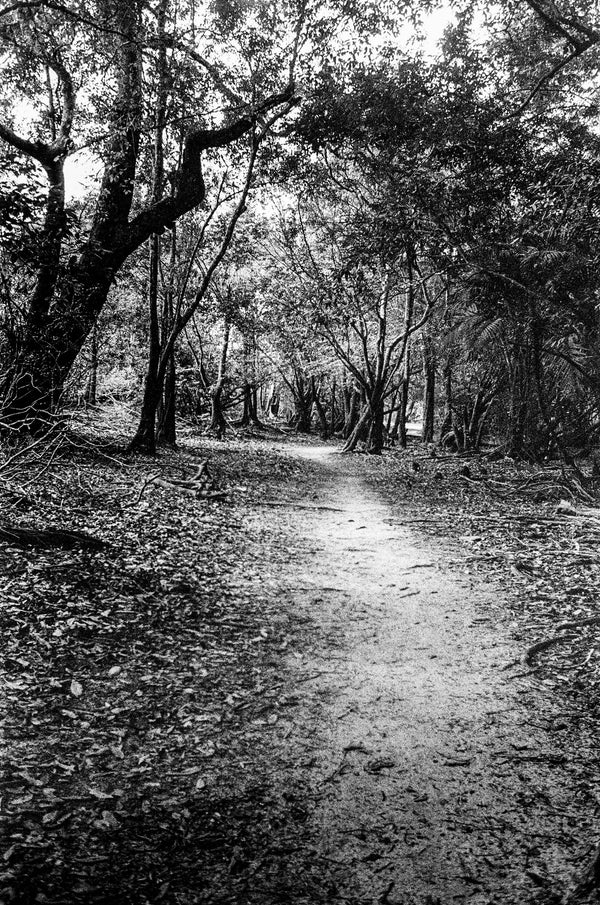Floresta // Eleonora Aronis
