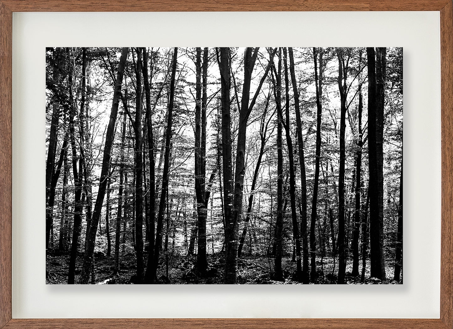 La Fageda 1 // Eleonora Aronis