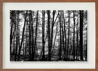 La Fageda 1 // Eleonora Aronis