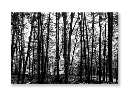 La Fageda 1 // Eleonora Aronis