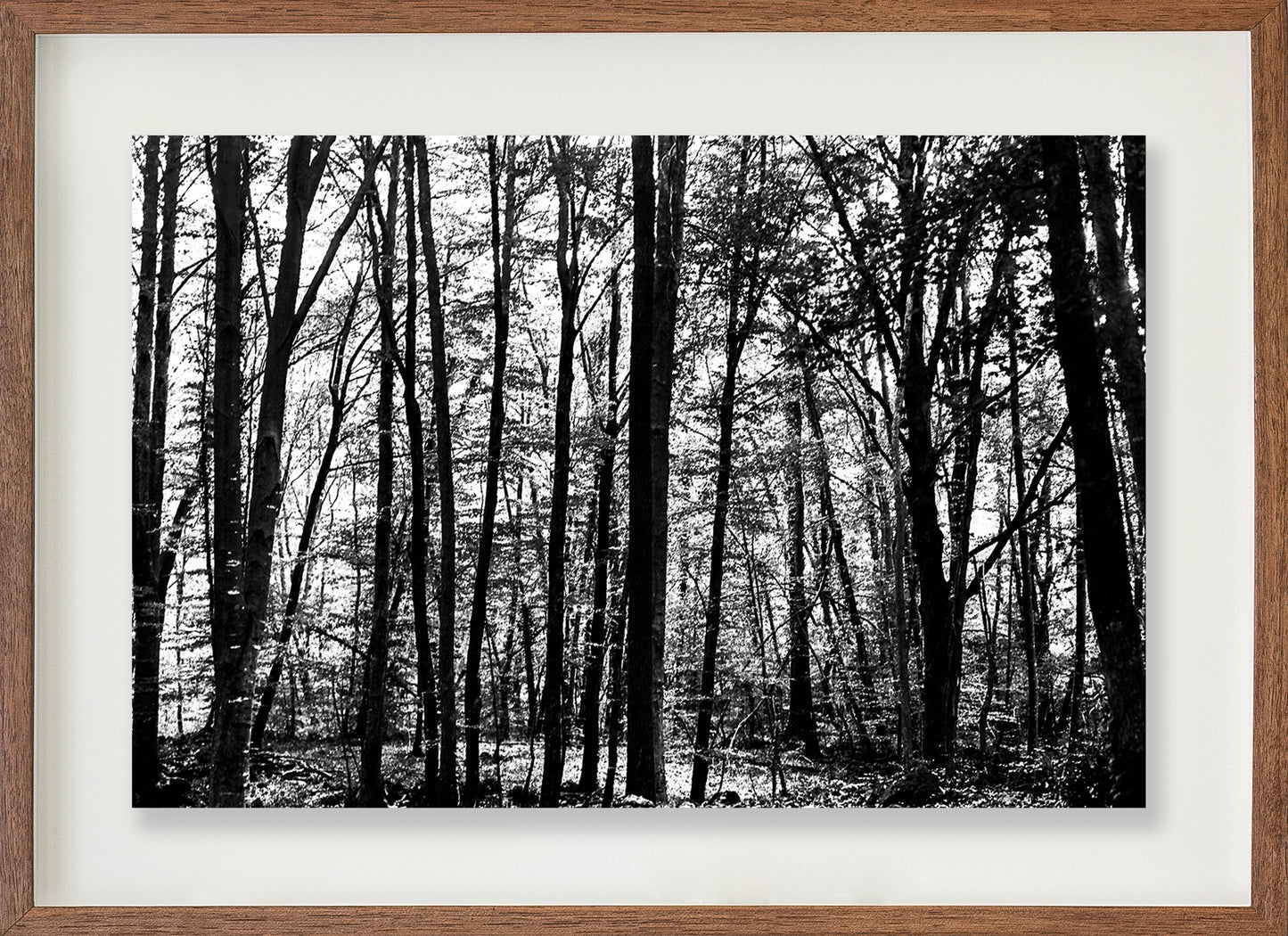 La Fageda 2 // Eleonora Aronis