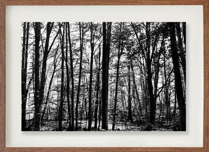 La Fageda 2 // Eleonora Aronis