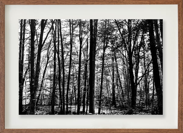 La Fageda 2 // Eleonora Aronis