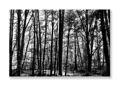 La Fageda 2 // Eleonora Aronis