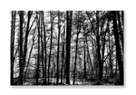 La Fageda 2 // Eleonora Aronis