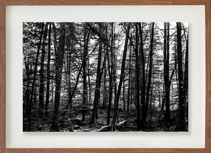 La Fageda 3 // Eleonora Aronis