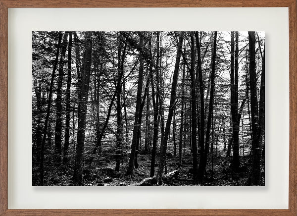 La Fageda 3 // Eleonora Aronis