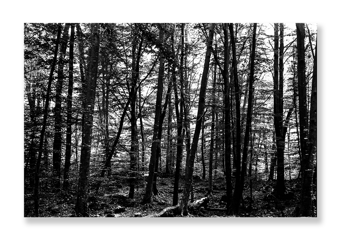 La Fageda 3 // Eleonora Aronis
