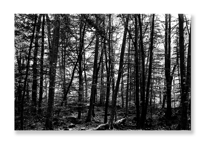 La Fageda 3 // Eleonora Aronis