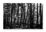 La Fageda 3 // Eleonora Aronis